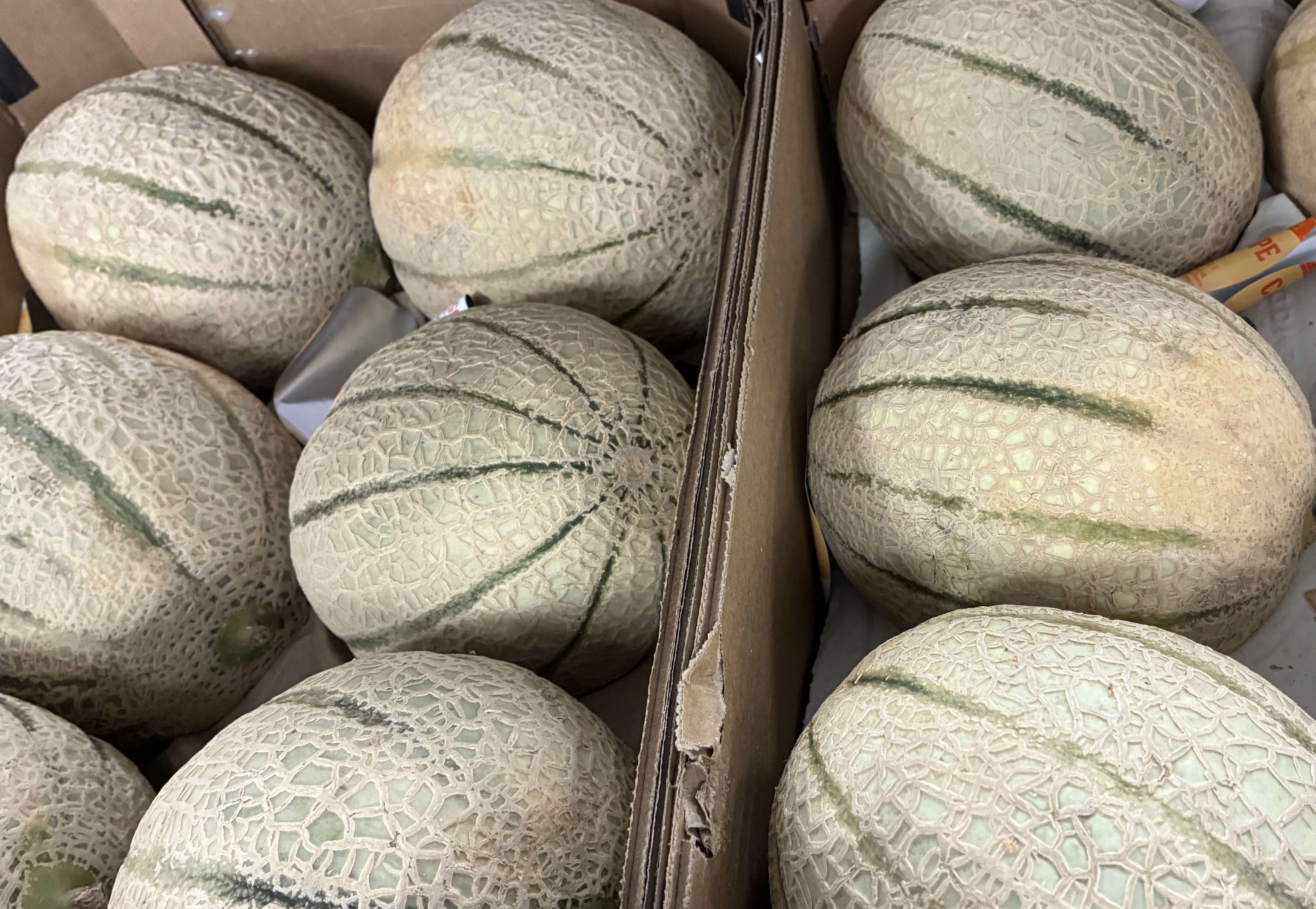 Cantaloup meloner