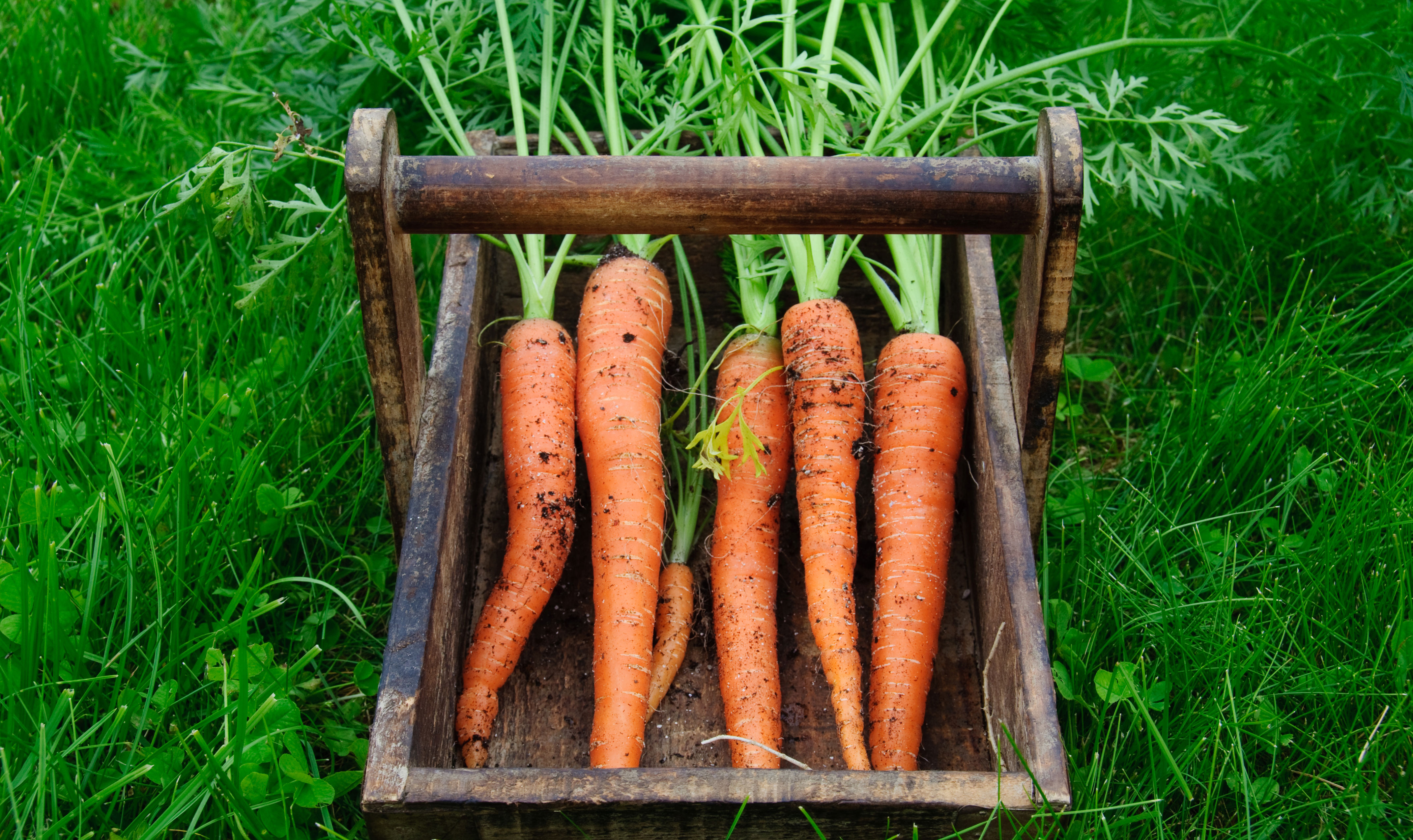 Gulerødder i trækurv